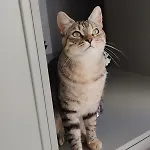 Angelina La Baule-Escoublac